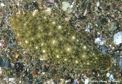 Solea aegyptiaca