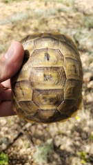 Testudo graeca armeniaca