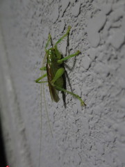 Eugryllacris japonica