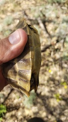 Testudo graeca armeniaca