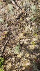 Testudo graeca armeniaca