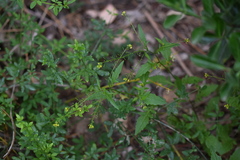 Rorippa indica