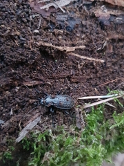 Carabus granulatus interstitialis