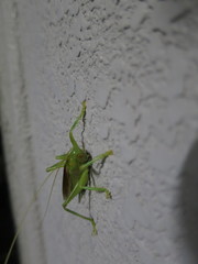 Eugryllacris japonica