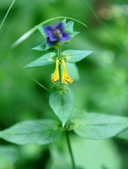 Melampyrum