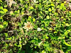 Trifolium repens