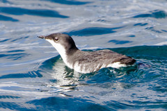 Synthliboramphus scrippsi