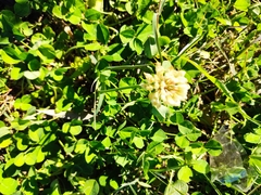 Trifolium repens