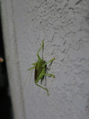 Eugryllacris japonica