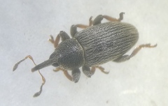 Tychius picirostris