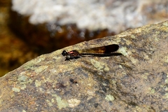 Heliocypha bisignata