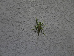 Eugryllacris japonica