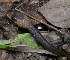 Chironius multiventris