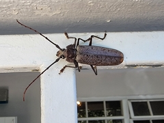 Callipogon proletarius