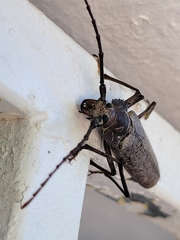 Callipogon proletarius