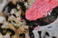 Erythricium aurantiacum