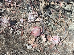 Echeveria gibbiflora