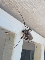 Callipogon proletarius