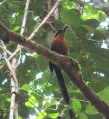 Baryphthengus martii