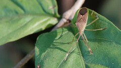 Homoeocerus bipunctatus