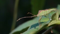 Homoeocerus bipunctatus