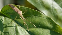 Homoeocerus bipunctatus