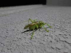 Eugryllacris japonica