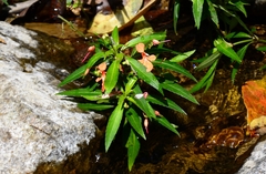 Impatiens verticillata