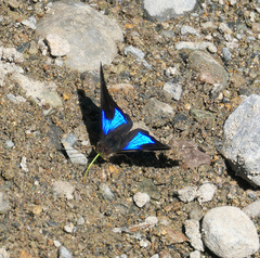 Doxocopa