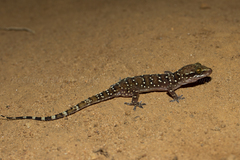 Hemidactylus lankae