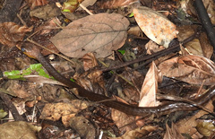 Chironius multiventris