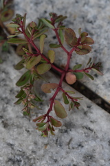 Euphorbia humifusa