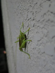 Eugryllacris japonica