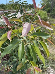 Syzygium cumini