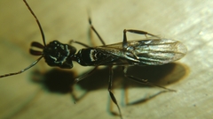 Odontomachus simillimus