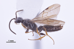 Sierolomorphidae