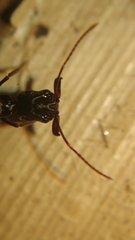 Odontomachus simillimus