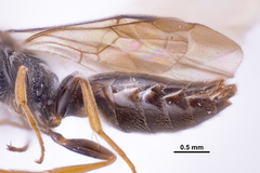 Sierolomorphidae