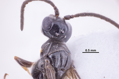 Sierolomorphidae