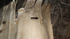 Odontomachus simillimus