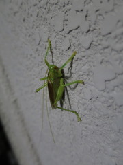 Eugryllacris japonica