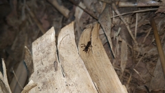 Odontomachus simillimus