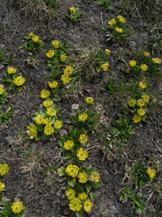 Oxygraphis glacialis