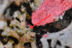 Erythricium aurantiacum
