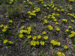 Oxygraphis glacialis