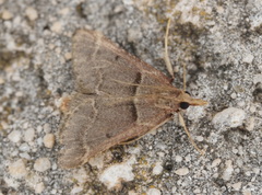 Stemmatophora
