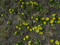 Oxygraphis glacialis