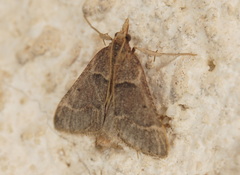 Stemmatophora