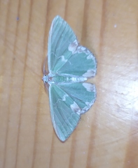 Comibaena bajularia