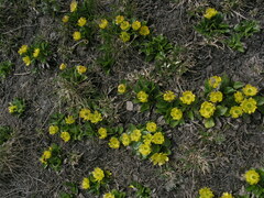 Oxygraphis glacialis